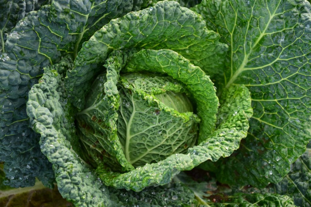 focus photography of green cabbage