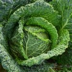 focus photography of green cabbage